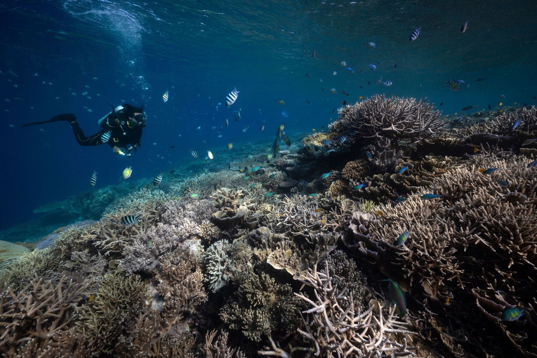 Noting ‘unprecedented’ coral bleaching and heat stress, NOAA expands coral reef alert system